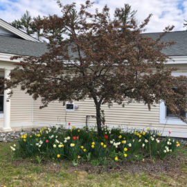 Featured image of article: Spring Has Finally Sprung at GES!