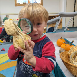 Featured image of article: Preschool Pumpkin Explorations!